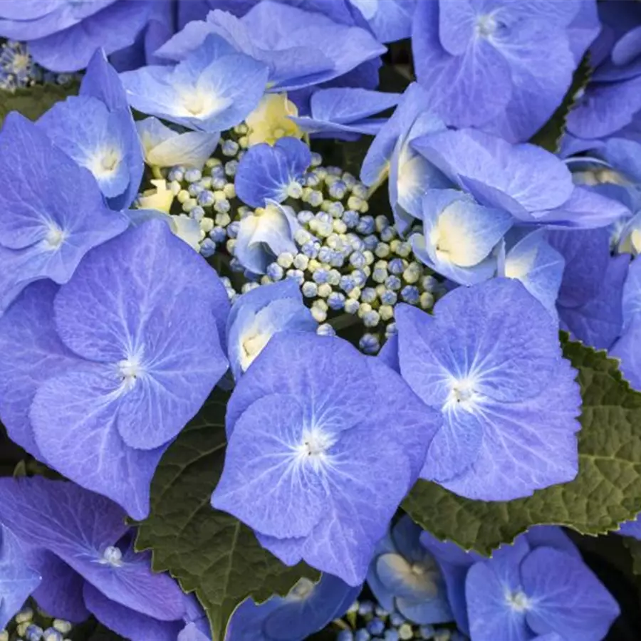 Nahaufnahme Tellerhortensie Blaumeise