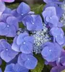 Blüten Tellerhortensie Blaumeise