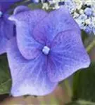 Fernaufnahme Blüten blau