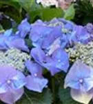 P15716_5.jpg