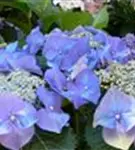 Nahaufnahme Blüte Tellerhortensie Blaumeise