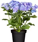 Helle Blüten Tellerhortensie Blaumeise