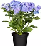 Helle Blüten Tellerhortensie Blaumeise