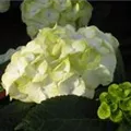 Hydrangea macrophylla 'Caipirinha'®
