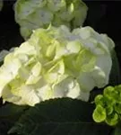 Hydrangea macrophylla 'Caipirinha'®