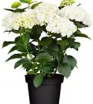 Bauernhortensie 'Caipirinha'®