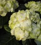 Hydrangea macrophylla weiß