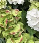 Hydrangea macrophylla 'Caipirinha'® weiß