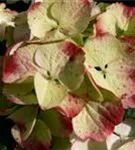 Bauernhortensie 'Caipirinha'® weiß