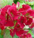 Hydrangea 'Caipirinha'®
