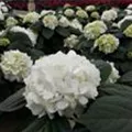 Hydrangea macrophylla 'Câline'®