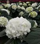 Hydrangea macrophylla 'Câline'®