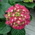 Hydrangea macrophylla 'Doris'