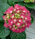 Hydrangea macrophylla 'Doris'
