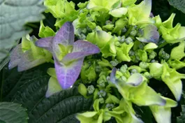 Gartenhortensie 'Early Blue' ® - Hydrangea macrophylla 'Early Blue' ®