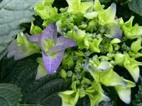 Hydrangea macrophylla 'Early Blue' ®