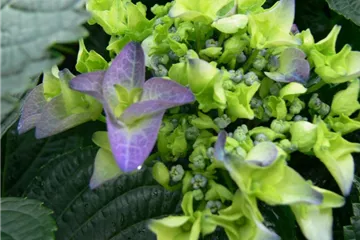 Hydrangea macrophylla 'Early Blue' ®