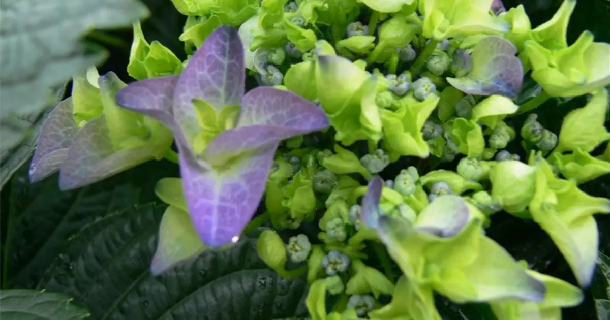 Hydrangea macrophylla 'Early Blue' ®