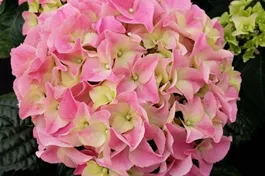 Bauernhortensie 'Early Pink' ® - Hydrangea macrophylla 'Early Pink' ®