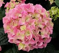 Hydrangea macrophylla 'Early Pink' ®