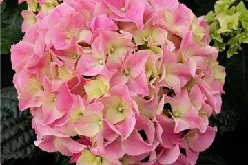 Hydrangea macrophylla 'Early Pink' ®