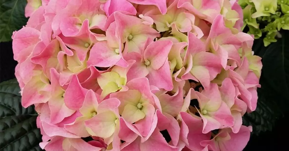 Hydrangea macrophylla 'Early Pink' ®