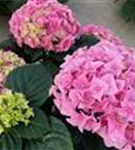 P2001129_3.jpg