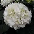 Einzelner Blütenball einer Bauernhortensie 'First White'®