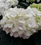 Blütenball Bauernhortensie 'First White'®