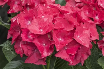 Bauernhortensie 'Hot Red'® - Hydrangea macrophylla 'Hot Red'®