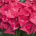 Blüten Hydrangea macrophylla 'Hot Red'®