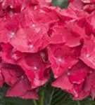 Blüten Hydrangea macrophylla 'Hot Red'®