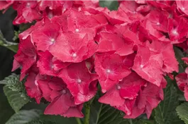 Bauernhortensie 'Hot Red'® - Hydrangea macrophylla 'Hot Red'®
