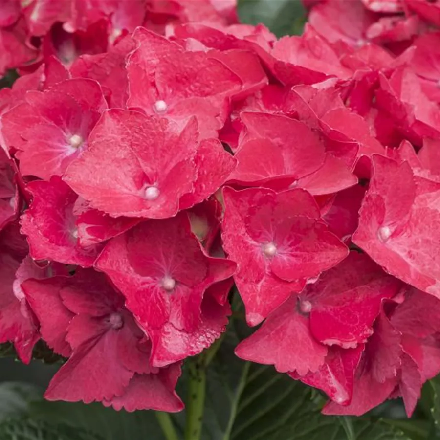 Blüten Hydrangea macrophylla 'Hot Red'®