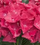 Blüten Hydrangea macrophylla 'Hot Red'®