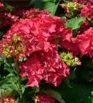 Blütenball Hydrangea macrophylla 'Hot Red'®