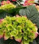 Rote Blüten Hydrangea macrophylla 'Hot Red'®