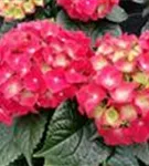 Blüte Hydrangea macrophylla 'Hot Red'®