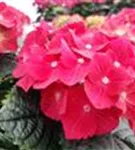 Nahaufnahme Blüten Hydrangea macrophylla 'Hot Red'®