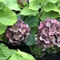 Blüten umgeben von Blättern
