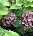 Blüten umgeben von Blättern