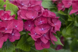 Bauernhortensie 'Hot Red'® lila - Hydrangea macrophylla 'Hot Red'® lila