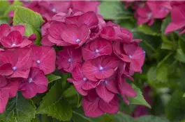 Bauernhortensie 'Hot Red'® lila - Hydrangea macrophylla 'Hot Red'® lila