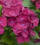 Pinke Blüten
