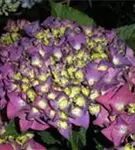 P2000482_2.jpg