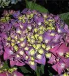 Lila Blüten