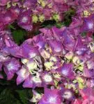 Lila Blüten umgeben von pinken Blüten