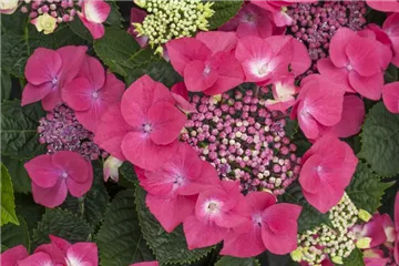 Bauernhortensie 'Kardinal' - Hydrangea macrophylla 'Kardinal'