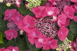 Bauernhortensie 'Kardinal' - Hydrangea macrophylla 'Kardinal'
