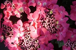 Bauernhortensie 'Kardinal' - Hydrangea macrophylla 'Kardinal'